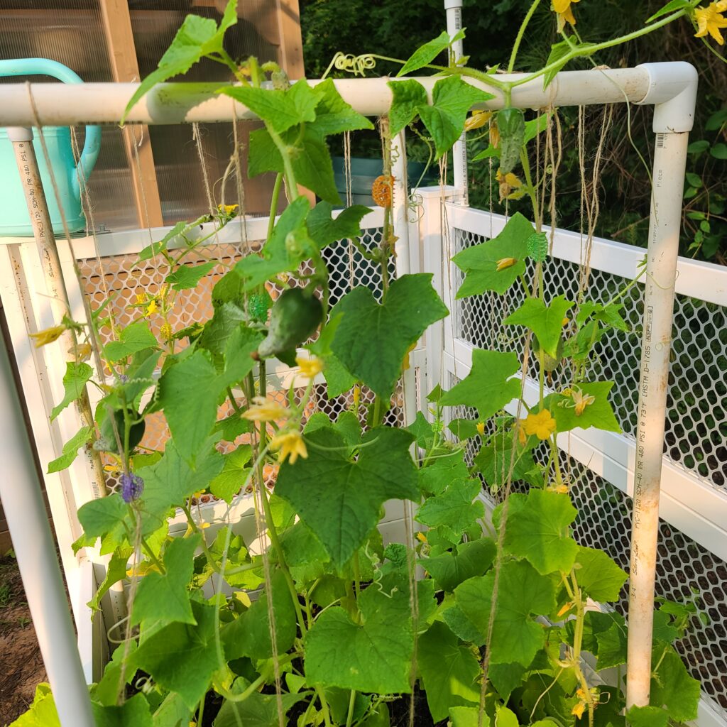 Square-Foot Cucumbers