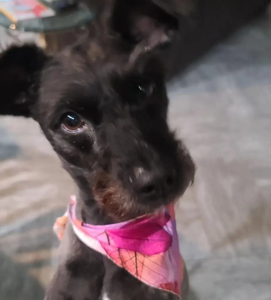 Benji the Schnauzer-Whippet