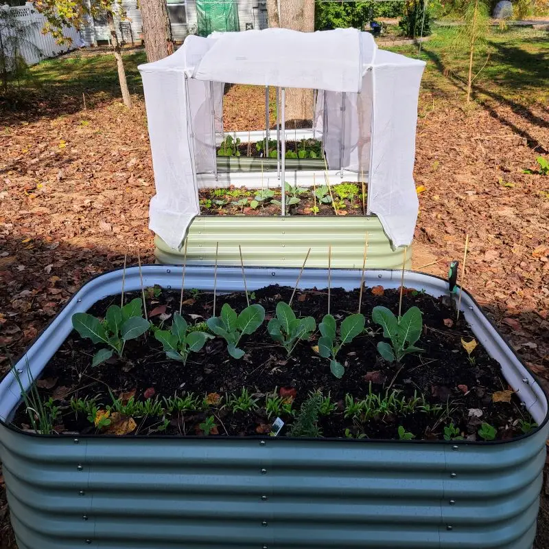 Three Raised Beds in need of irrigation from rain barrels