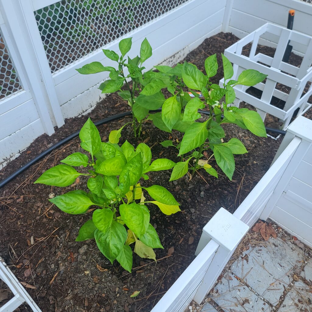 Vita Garden Bed Next to Two Keyholes