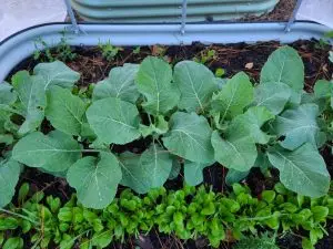 winter garden showing baby spinach, cauliflower, and rosemary in early stages of growth