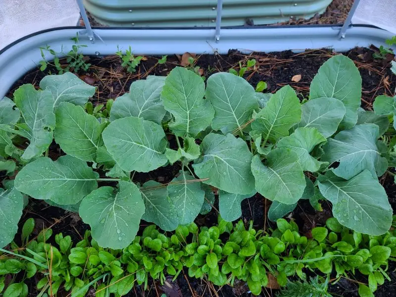 winter garden showing baby spinach, cauliflower, and rosemary in early stages of growth