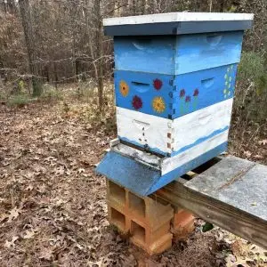 the hive coming to live with us