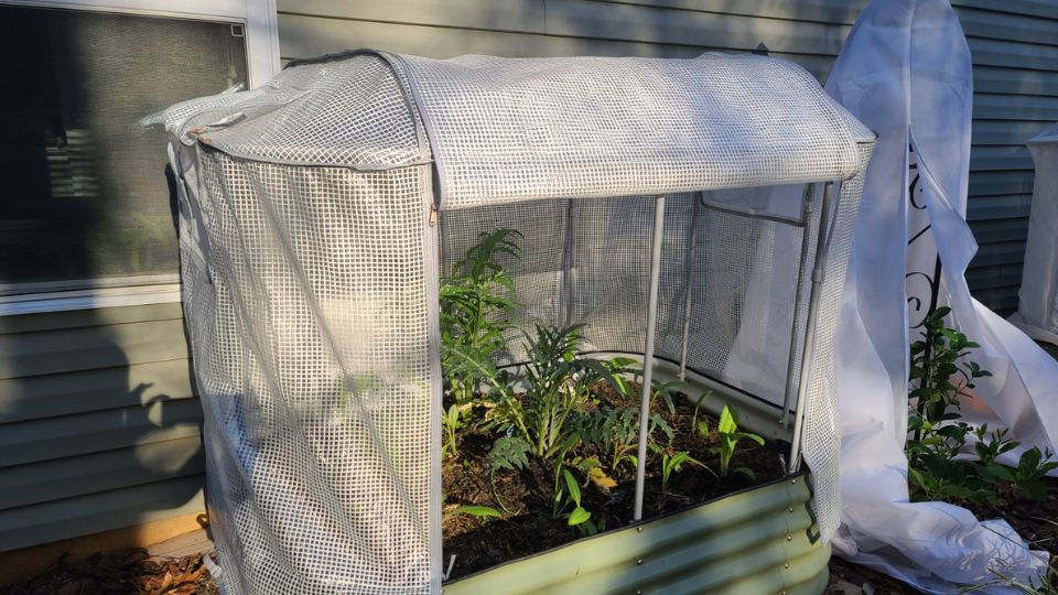 Vego Frost Cover on Artichoke Bed